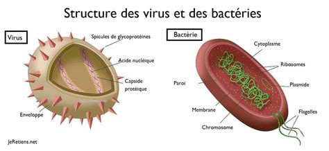 Although these foods may sound tempting, they can harbor a type of bacteria known as e. Bacterie of virus, Cauzele și simptomele bacteriei E. coli ...