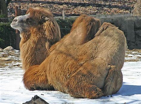 In how long can you go without food and water? Bactrian Camel | Animal Wildlife