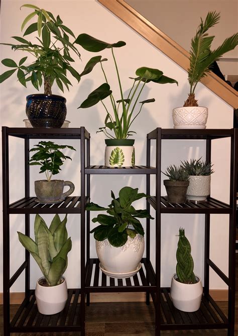 There are thousands of different grow lights for indoor plants. Finally got a plant stand! (It's close to windows so they ...