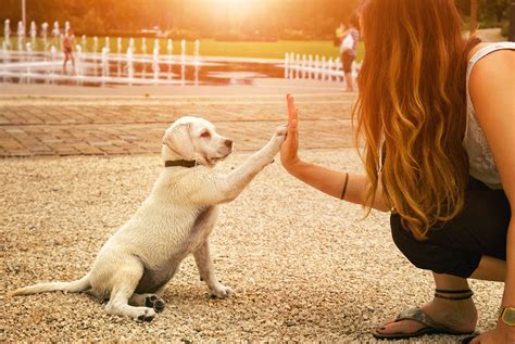 El 86 por ciento de los dueños de un perro los prefieren