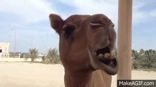 You can learn more about this in our cookie policy and our privacy policy. Camel chewing on Make a GIF