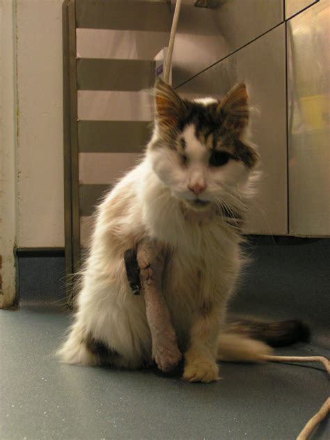 'we're a nation of pet lovers who are also conditioned to claim limits can be exhausted if your pet has a lot of treatment. cat treated with fracture of leg at west london vet ...