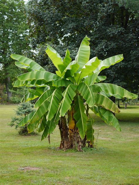 Am wohlsten fühlen sich winterharte palmen im garten vor einer nach süden gerichteten hauswand. #Bananenpalme im #Garten unserer #Nachbarn #Bananapalm # ...
