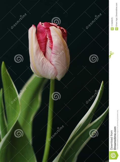 Check spelling or type a new query. Beautiful Pink And Yellow Blooming Parrot Tulip Head ...