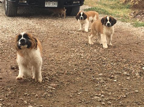 The saint bernard does not rank very high in akc registrations, but the genial giant of the swiss alps is nonetheless among the world's most famous and beloved breeds. St. Bernard Puppies For Sale | Fort Collins, CO #145725