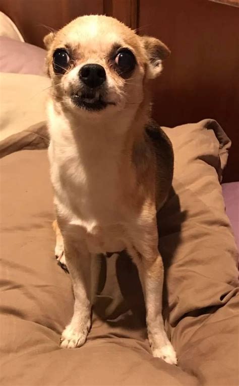 He loves to sit with people and be petted. Adopt Lilly on | Chihuahua dogs, Animal rescue, Chihuahua