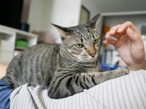 In this article, we discuss some of the possible causes of sudden. Why Does My Cat Lay On Me All Of A Sudden? [ 7 Reasons ...