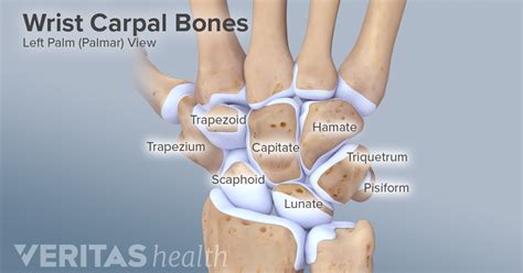 This picture also contains other parts such extensor carpi radialis long, medial epicondyle of humerus, lateral epicondyle of humerus, olecranon of the ulna, extensor carpi ulnarıs, extensor dıgıtorum, flexor carpi ulnaris, extensor retinaculum, tendons of extensor digitorum and so on. Name the carpals medial to lateral in the proximal row ...