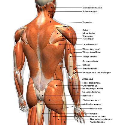 Charting of muscles in human body. Labeled Anatomy Chart Of Male Back Muscles On White ...