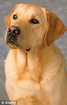 Both spiritually and figuratively, nature. Dogs can be trained to sniff out lung cancer | Daily Mail ...