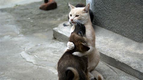 Wholesome dog memes can bring a laugh full of feels. Funny Animal Backgrounds ·① WallpaperTag