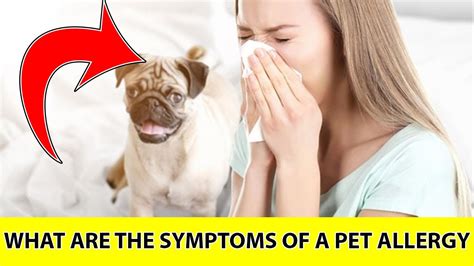 Companion pet clinic of beaverton is your local veterinarian in beaverton serving all of your needs. what are the symptoms of a pet allergy || allergies ...