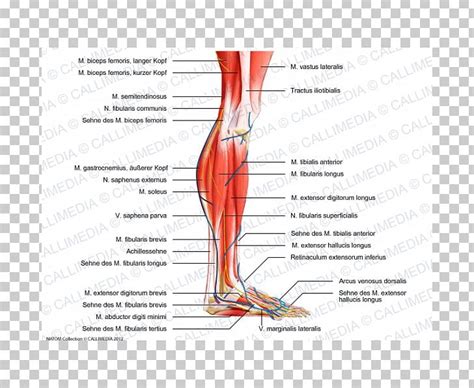 Medial malleolus under the retinaculum. Human Leg Calf Muscle Muscular System Human Body PNG ...