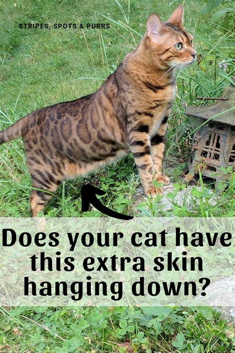 It is thought to protect the vulnerable organs during fights and gives a. Stripes Spots and Purrs: Why does a cat's belly hang?