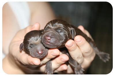 Your focus should be on your puppy's basic needs of for example, you could feed your puppy at 7 am, 11 am, 2 pm, and 5 pm. Dogs: Chocolate Labrador Retriever Puppies | Bull Rock ...