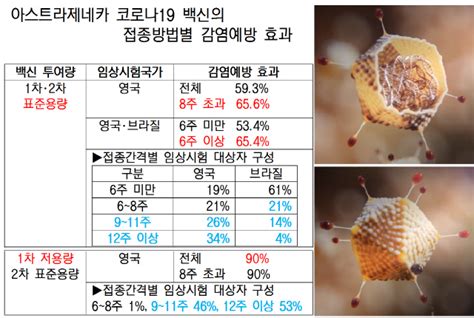 실수로 용량 절반만 주사했는데 더 잘 듣는 아스트라제네카 백신 궁금한 코로나 과학 영국 제약사 아스트라제네카가 옥스퍼드대와 함께 개발한 코로나 백신이 2만3000여명을 대상으로 한 마지막 임상 3상에서 평균 70%의 면역 효과를 보였다고 23일현지 시각 발표했다. 아스트라제네카 백신 1·2차 접종간격 英 12주..韓 6주?