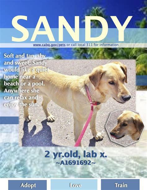Secrets of the forest by dj niton is licensed under a creative commons licence. Sandy is a 2 yr. old Lab x. She is a stray so we don't ...