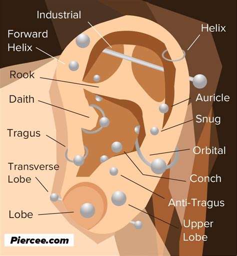 Pair plugs geometric fractal image ear wood tunnel 6,8,10,12,14,16,18,20,22. Tragus Diagram Wiring Diagram ear piercing chart ...