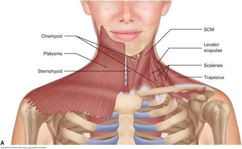 They move the head in every direction, pulling the skull and jaw towards the shoulders, spine, and scapula. Musculature of the Cervical Spine in 2020 | Neck muscle ...