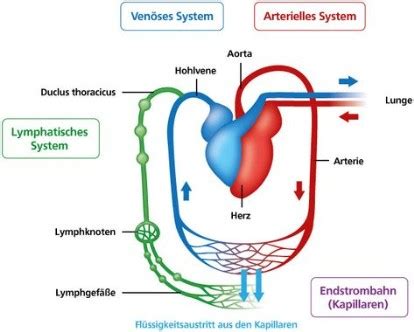 Various immune system cells trap germs in the lymph nodes and activate the creation of special antibodies in the blood. Das Lymphgefäßsystem - Lymphnetzwerk