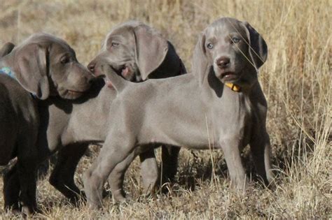 Tail docked, dew claws removed, wormed, and will have 1st shots before leaving. Weimaraner puppies for sale price range? Weimaraner dogs cost?