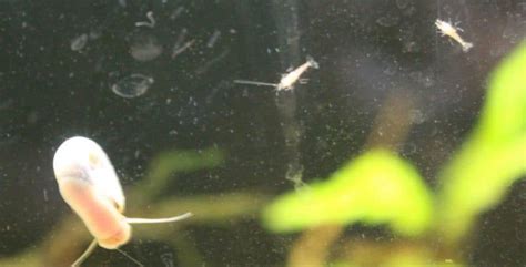 See full list on aquariumcarebasics.com How to set up an Aquarium for Breeding Cherry Shrimp ...