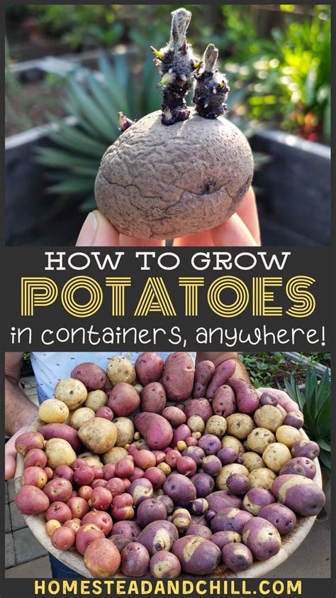 If so, what is the optimal. How to Grow Potatoes in Containers ~ Homestead and Chill ...