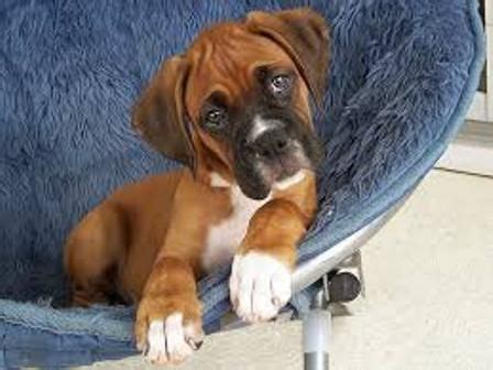 Find your new companion at nextdaypets.com. Boxer Puppies For Sale | Raleigh, NC #127356 | Petzlover