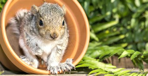 Maybe you would like to learn more about one of these? How to Keep Squirrels Out of Your Garden | Garden ...
