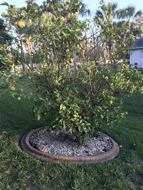 Thin the tree in the summer, and remove excessive fruits. Ask a Question forum→Cara Cara Navel orange tree - Garden.org