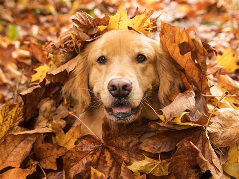 Are jasmine plants poisonous to dogs? Are acorns poisonous to dogs? | Acorns and Dogs Advice ...