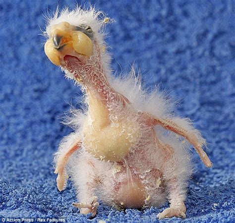 Most of the photos can be seen larger when clicked. Ugly Overload: The ugliest baby bird in the world?