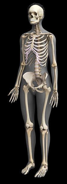 There are flat bones in the skull (occipital, parietal, frontal, nasal, lacrimal, and vomer), the thoracic cage (sternum and ribs), and the pelvis (ilium, ischium, and pubis). 13 best human skeleton images on Pinterest | Human anatomy ...