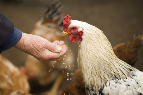 There are several strains of the bird flu of varying contagiousness that lead to sporadic outbreaks and usually affect poultry workers. BIRD FLU RESTRICTIONS LIFTED BUT COUNCIL URGES CAUTION ...