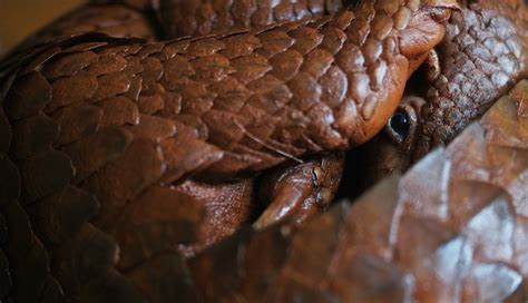 Analysis of seizure data of smuggled pangolin scales in the last four years shows a significant and seizures of pangolin scales at international seaports are increasing, but it is also likely that a. Singapore in second major pangolin seizure in a week ...