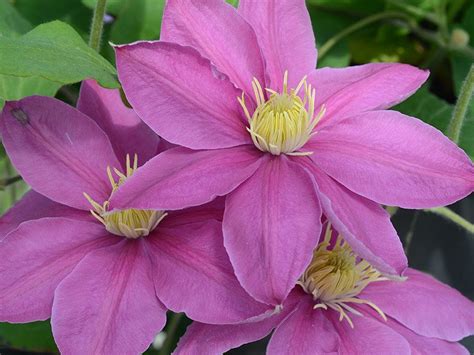 Nos coups de coeur sur les routes de france. Guernsey Clematis Nurseries | Alaina™ Evipo056 (N)
