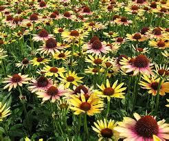 Echinacea purpurea (eastern purple coneflower, purple coneflower, hedgehog coneflower, or echinacea) is a north american species of flowering plant in the sunflower family. Echinacea purpurea 'Evening Glow' | Kiefer Nursery: Trees ...