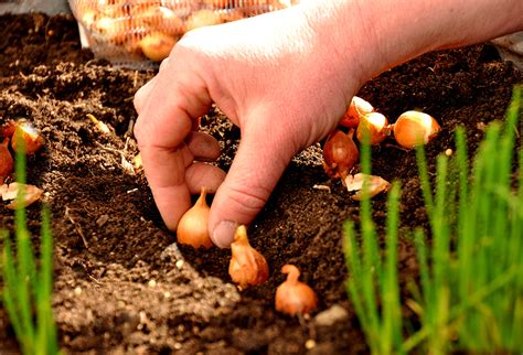 Vous trouverez plus facilement des caïeux prêts à être plantés en jardinerie ou chez un horticulteur. Comment bien planter les oignons ? | Gamm vert