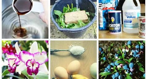 How to make my own lawn fertilizer. Make Your Own Homemade Fertilizers | Social Diary