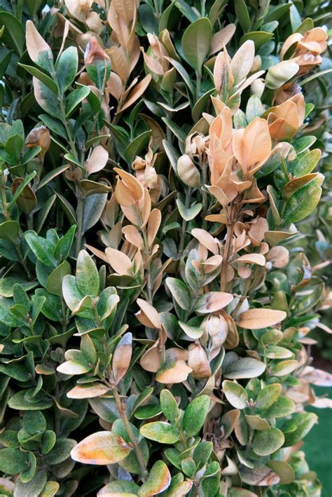 It isn't necessary to water, except in case of drought, and then again only if you notice the leafage turning yellow. Boxwood - yellowing - PIX