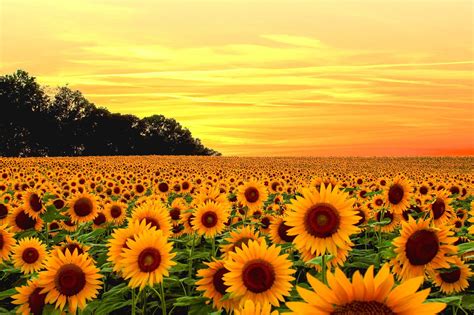 20 aesthetic hd wallpapers and background images. Yellow Aesthetic Sunflowers Wallpapers HD Background | AWB