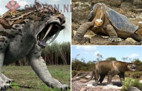 T.rex dipercayai mempunyai otot kaki dan rahang yang kuat. Apa yang anda tahu tentang haiwan pupus?
