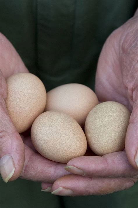 What are the facts about the egg industry? Guinea Fowl Eggs - What You Need to Know | Lady Lee's Home