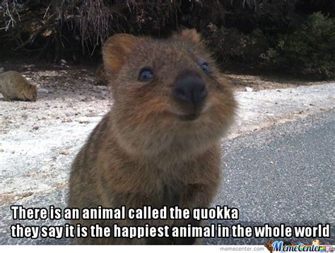 Find gifs with the latest and newest hashtags! Quokka The Cute....love You So Much Baby by bemar.dayot ...