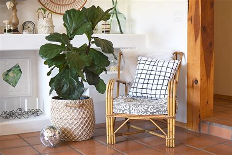These leaves of this plant have a glossy appearance and grow up to 12 inches long and 5 inches or wider. Fiddle Leaf Fig Care + Tips - Delineate Your Dwelling