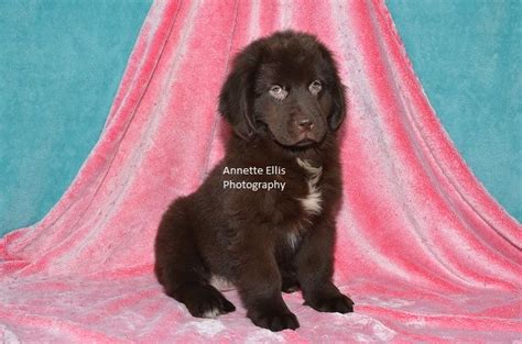 We have two beautiful brown/gray puppies for sale. Litter of 2 Newfoundland puppies for sale in MILLERSBURG ...