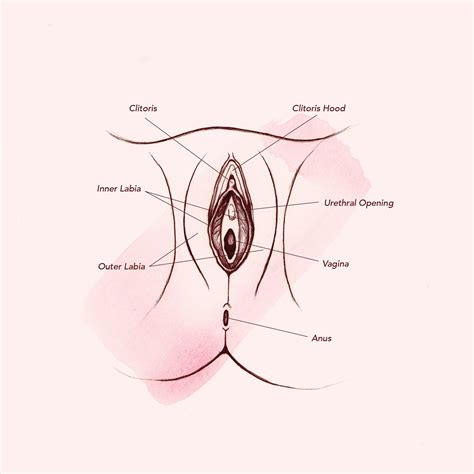 A lesson in female anatomy. Female Private Parts Diagram. The Human Vagina and Other ...