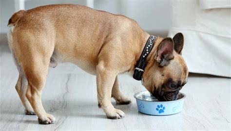 Providing an appropriate diet designed specifically for renal disease sufferers is arguably the simplest way for you, as an owner, to positively impact on your dog's quality of life. Feeding Dogs With Renal Disease and Kidney Problems | Best ...