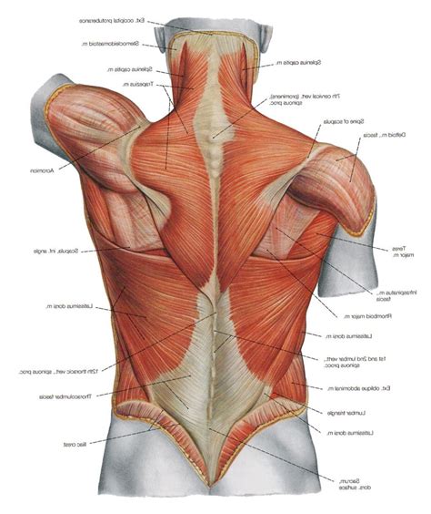 The vertebral column of the lower back includes the five lumbar vertebrae, the sacrum, and the coccyx. Diagram Back Muscles Upper Back Human Anatomy Diagram ...
