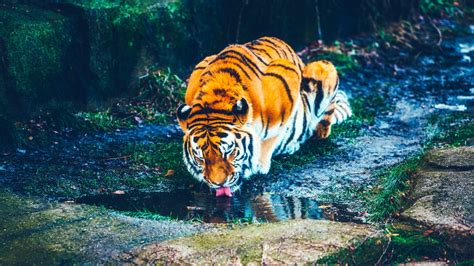 Our tigers were guards of honour, entertained the crowd with a few games, got to hang out in the box and enjoyed front row seats for a. Tiger River Water Hole